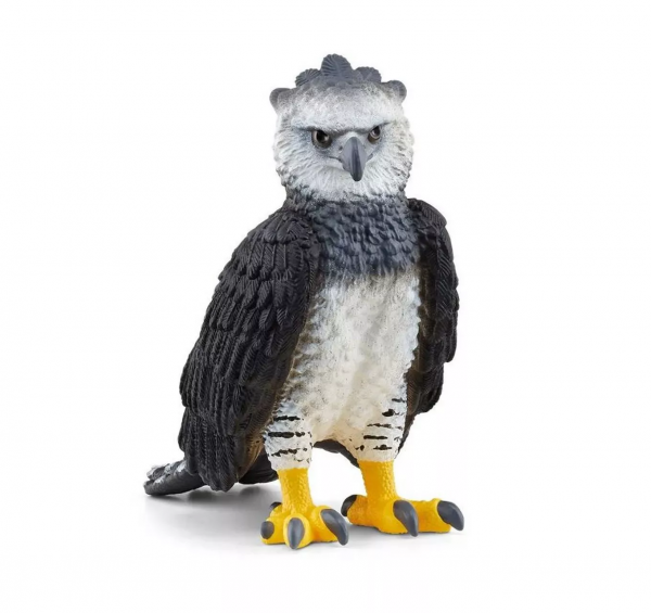 Harpy Eagle
