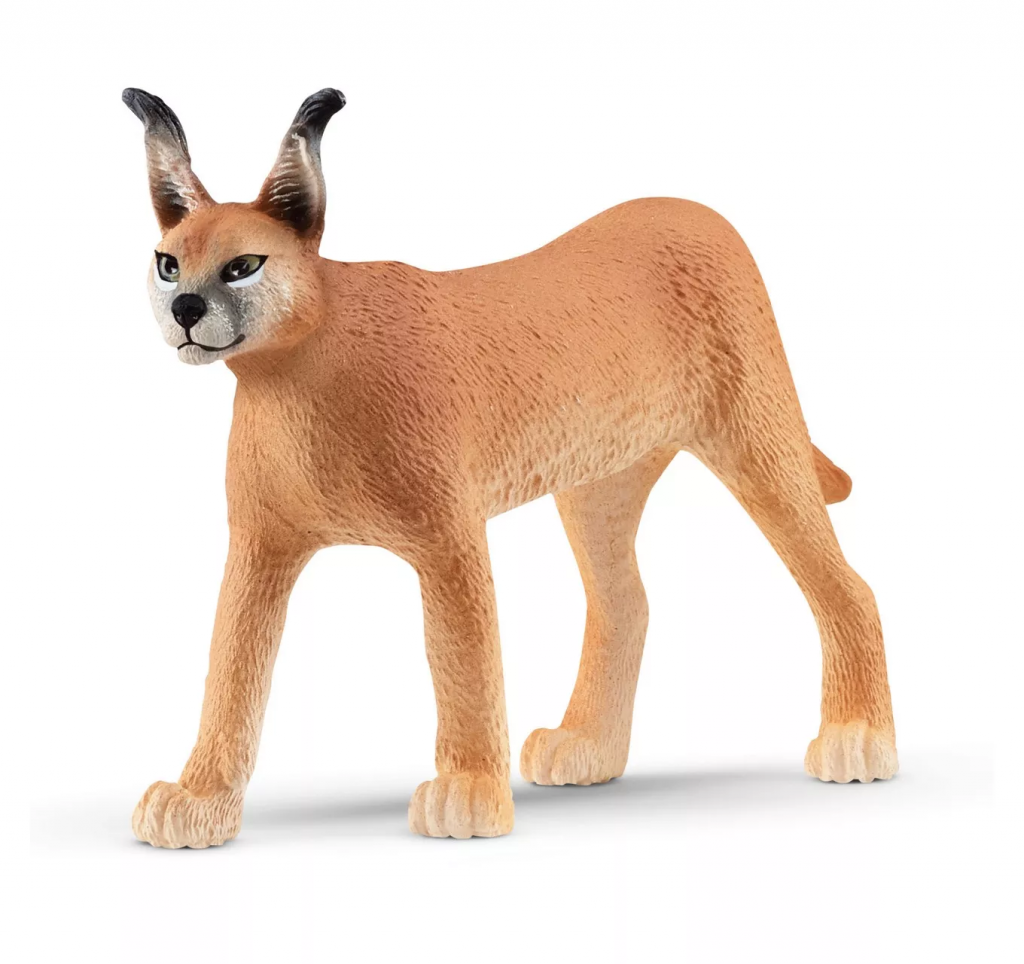 Caracal Female