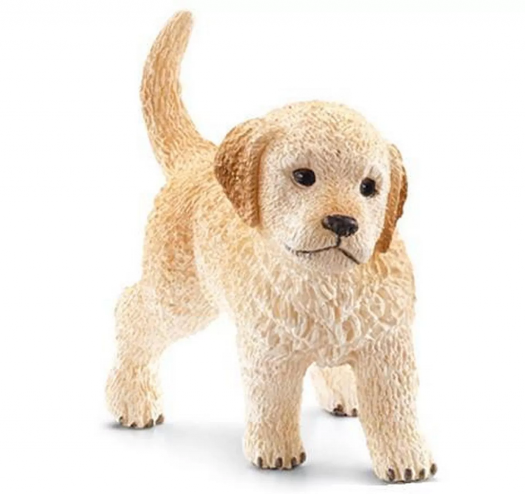 Golden Retriever, Puppy