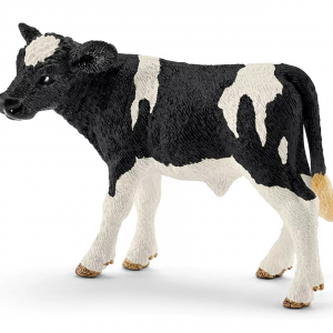 Holstein Calf