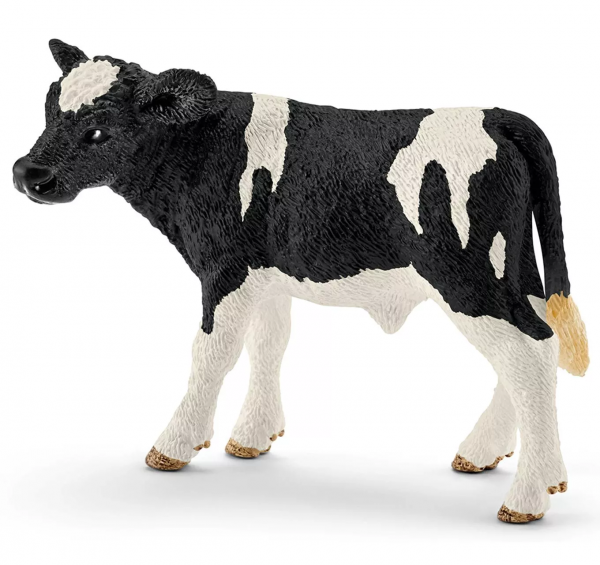 Holstein Calf