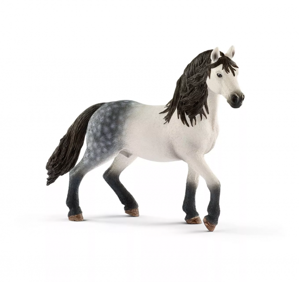 Andalusian Stallion