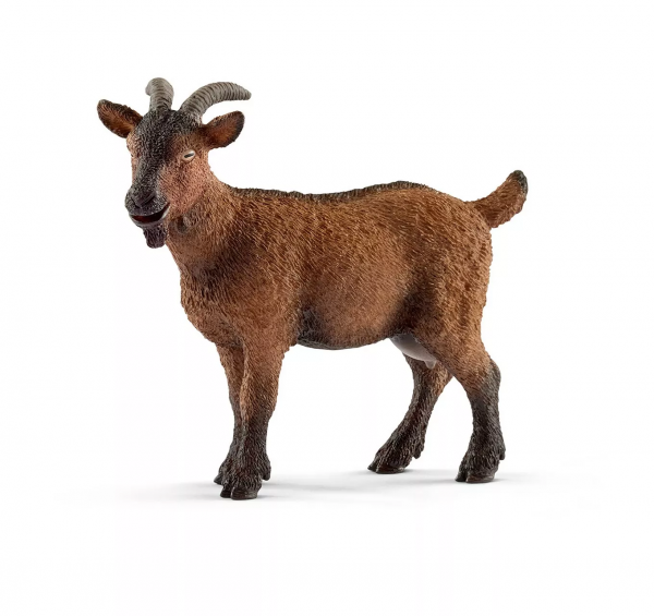 Goat