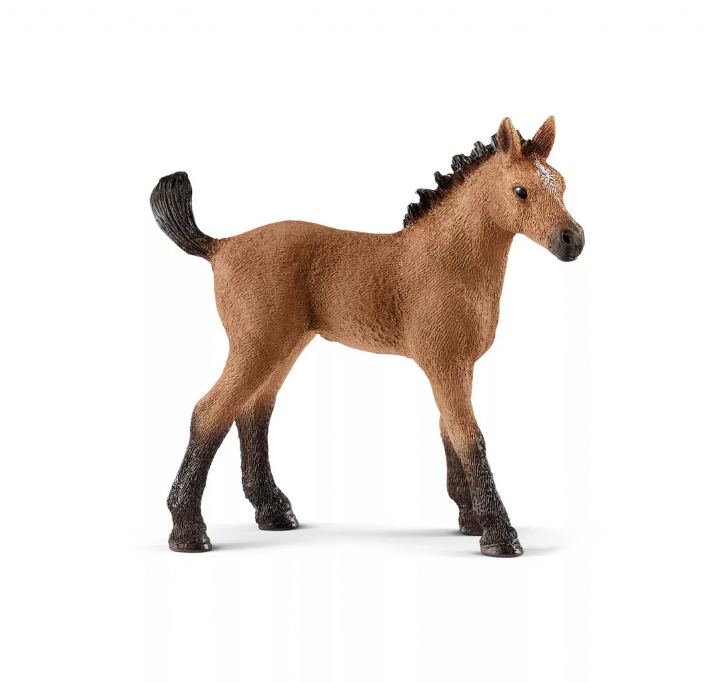 Quarter Horse Foal