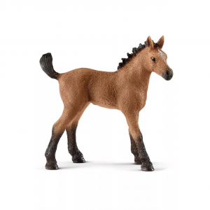 Quarter Horse Foal