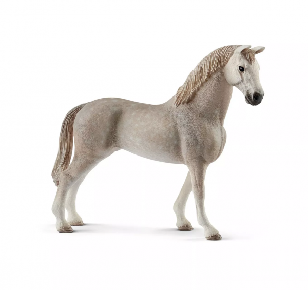 Holsteiner Gelding