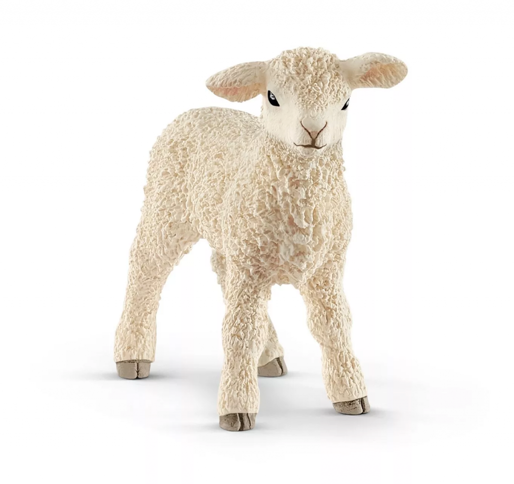 Lamb