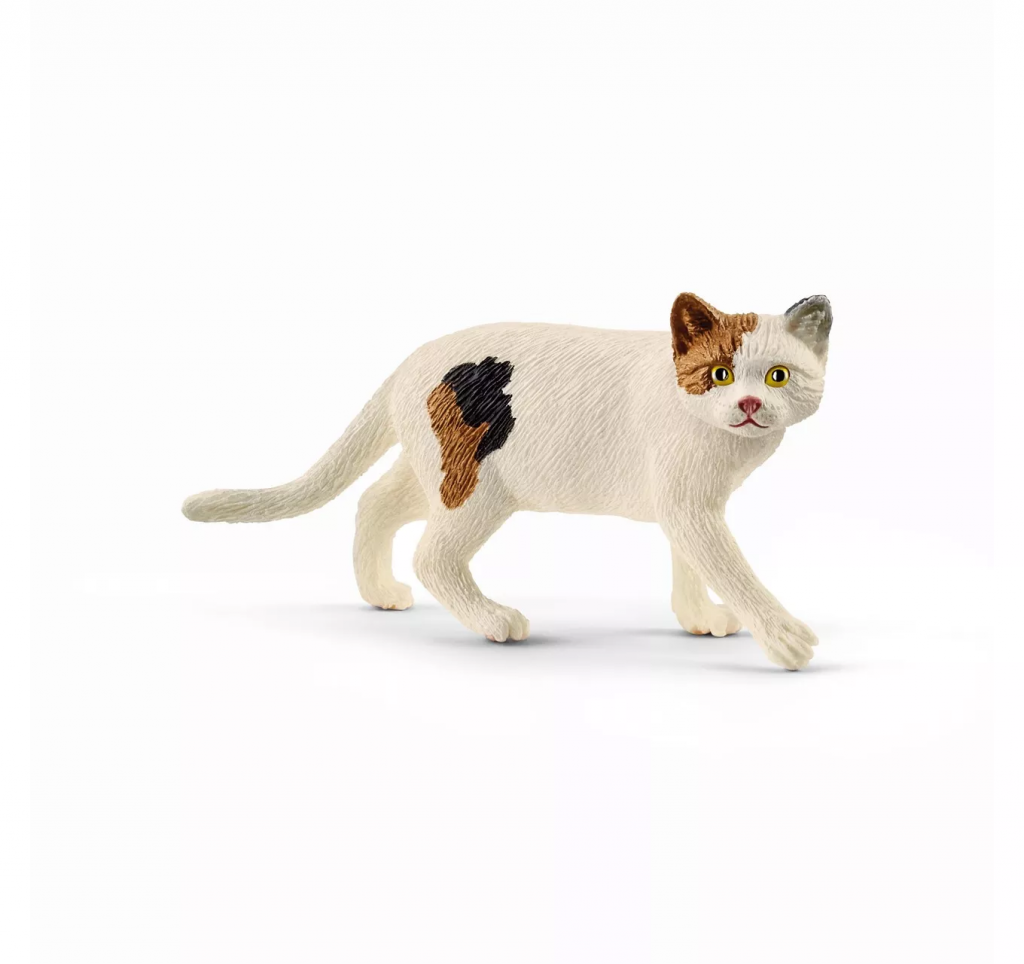 American Short Hair Cat