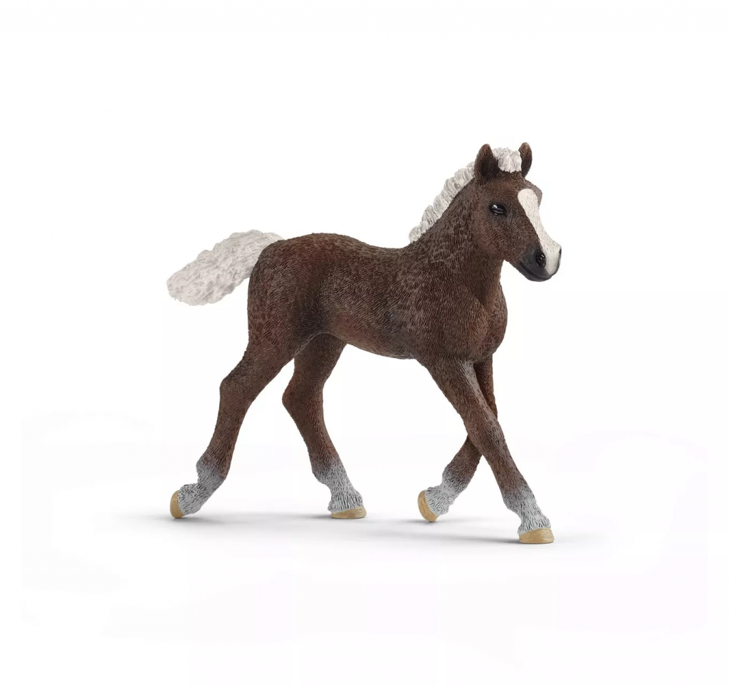 Black Forest Foal