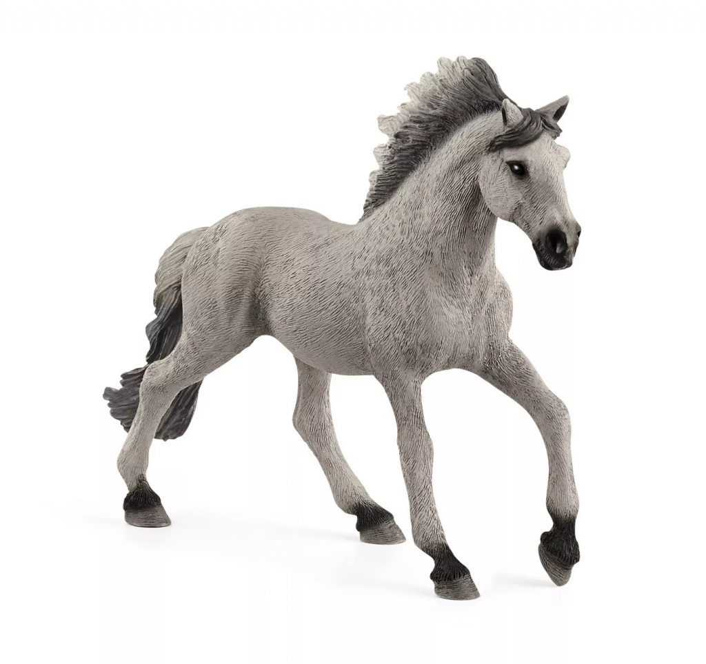 Sorraia Mustang Stallion