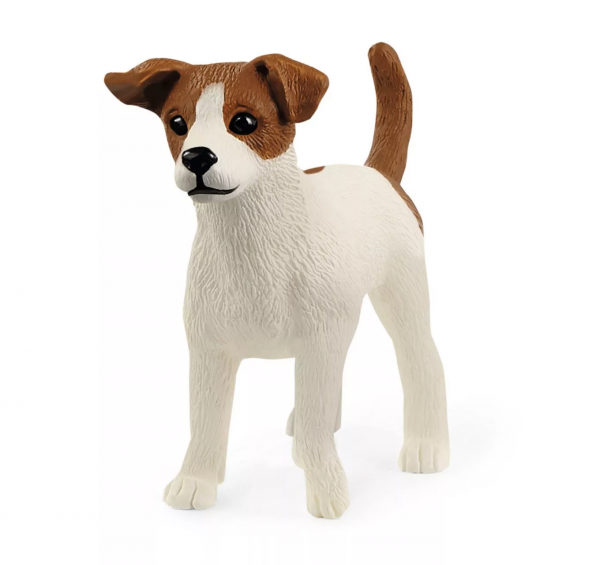 Jack Russell Terrier 13916