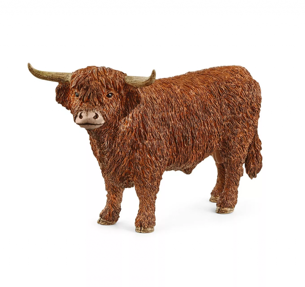 Highland Bull