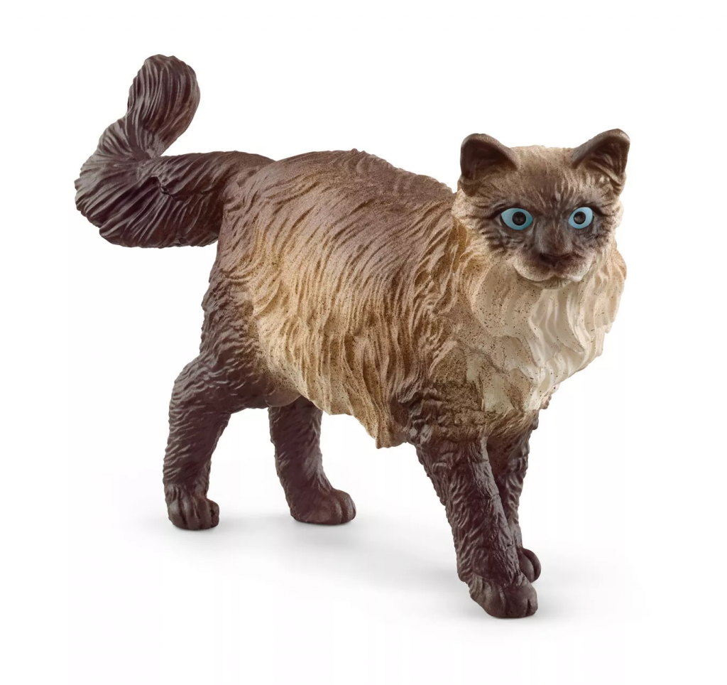 Ragdoll Cat