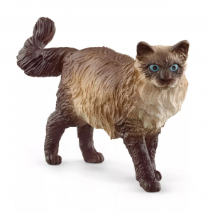 Ragdoll Cat