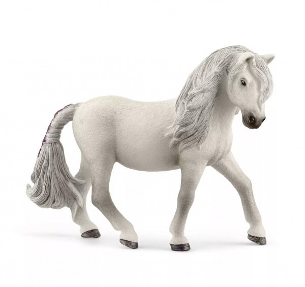 Iceland Pony Mare