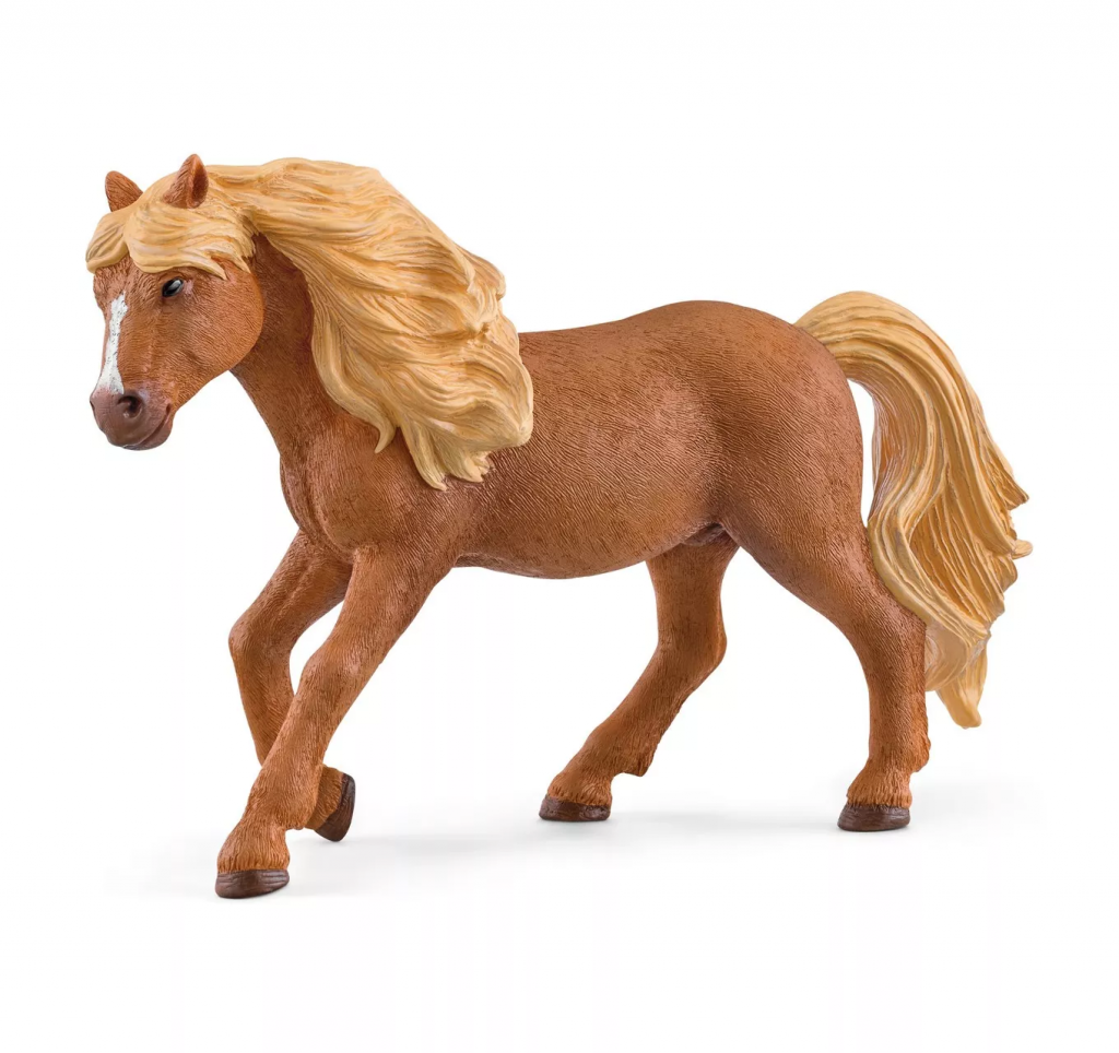 Iceland Pony Stallion