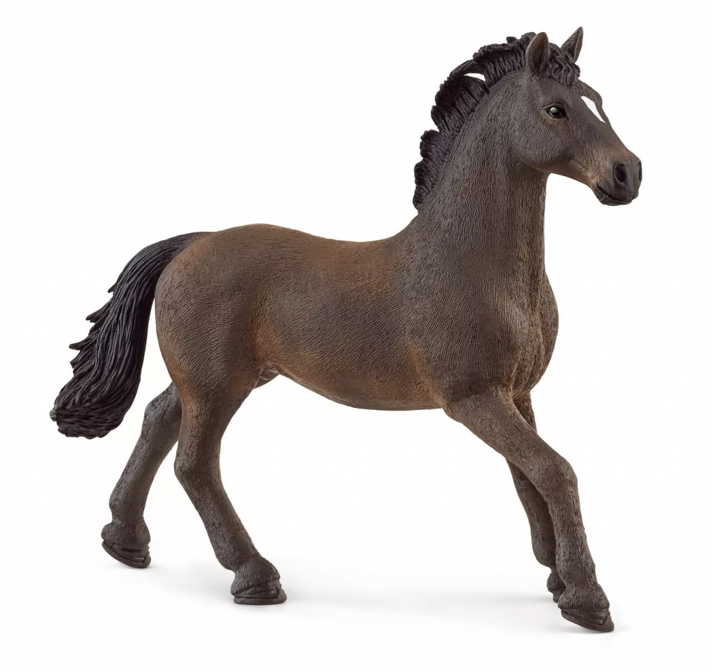 Oldenburger Stallion
