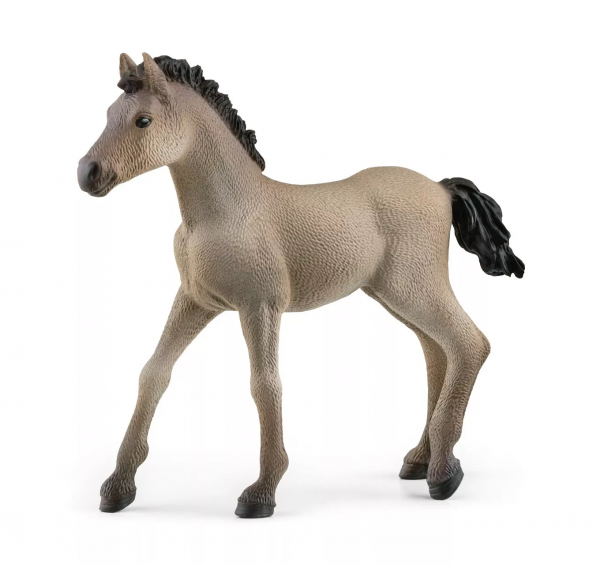Criollo Definitivo Foal