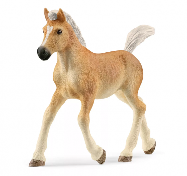 Haflinger Foal 13951