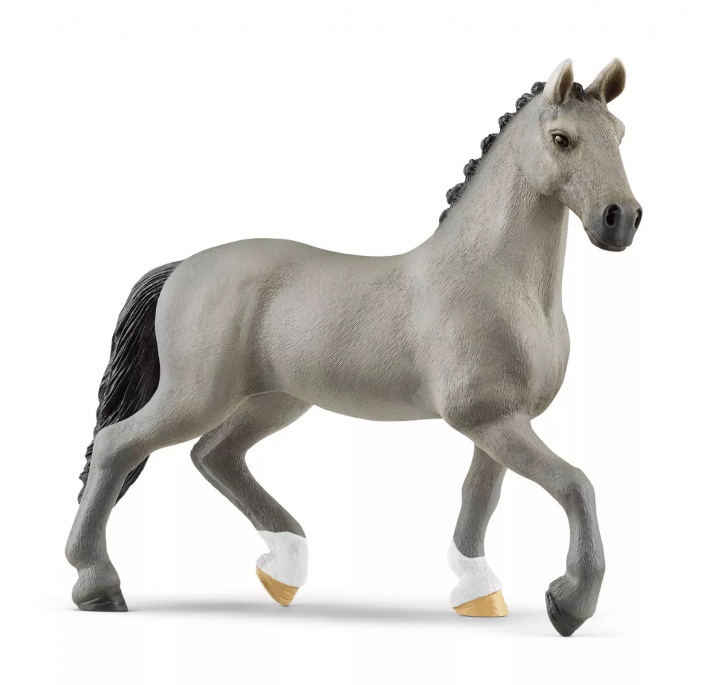 Cheval de Selle Stallion
