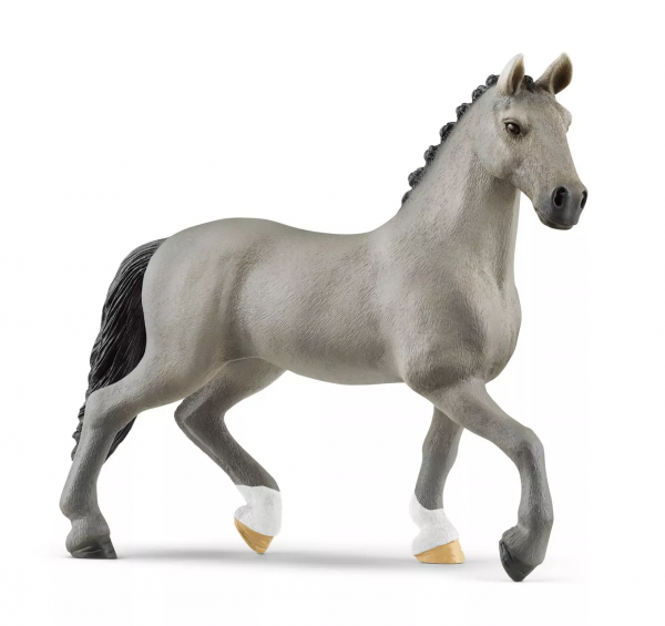 Cheval de Selle Stallion