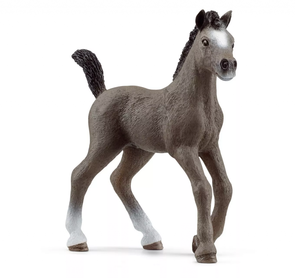 Cheval de Selle Francais Foal