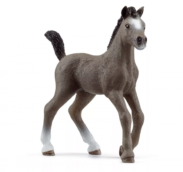 Cheval de Selle Francais Foal