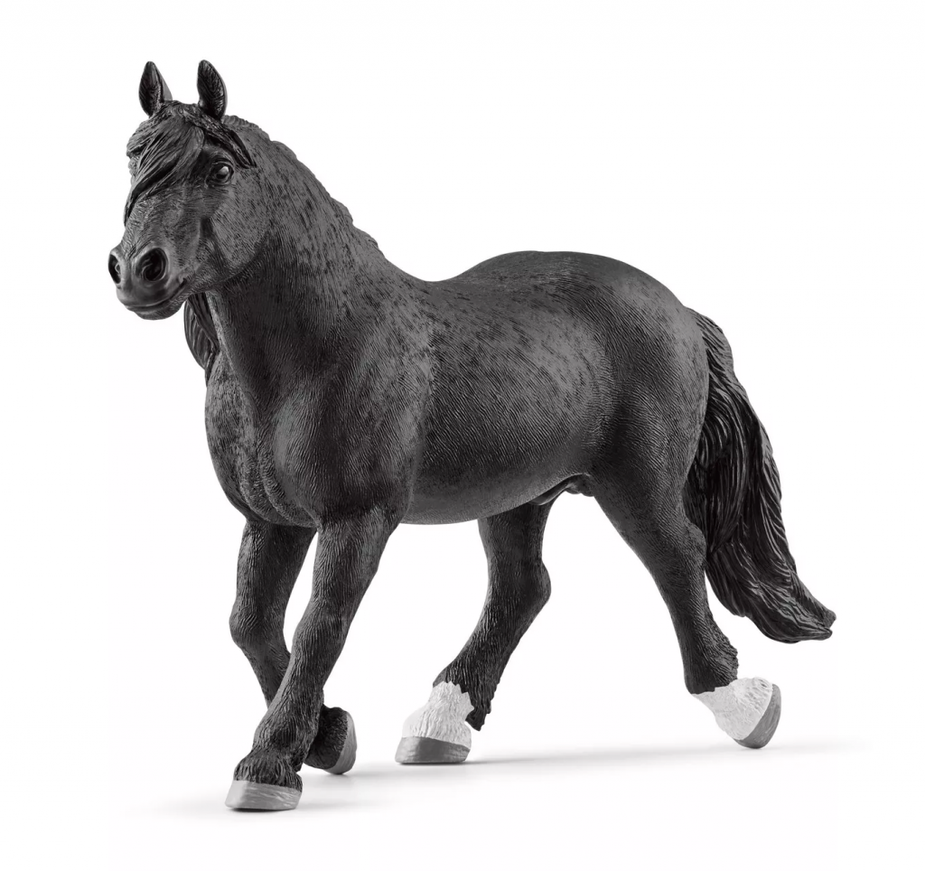 Noriker Stallion