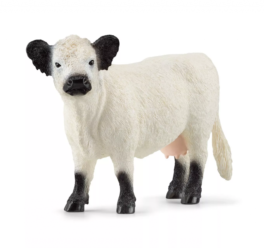 Galloway Cow