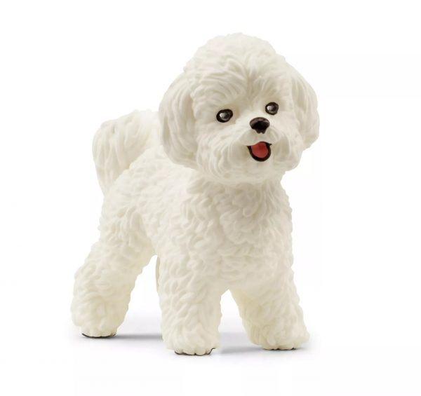 Bichon Frise