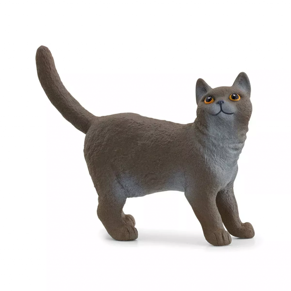 British Short Haired Cat