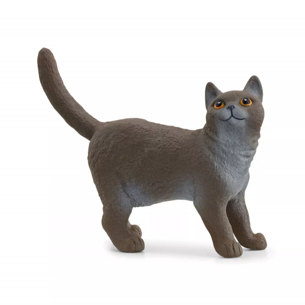 British Short Haired Cat