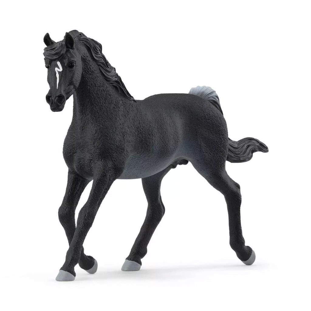 Arab Stallion 2024