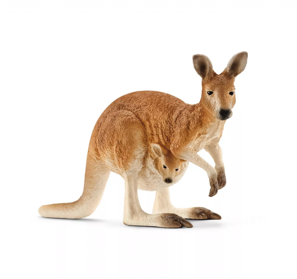 Kangaroo