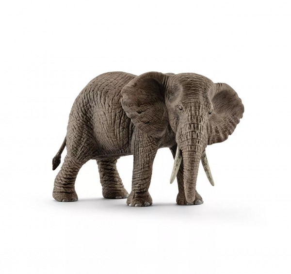 African Elephant, Female