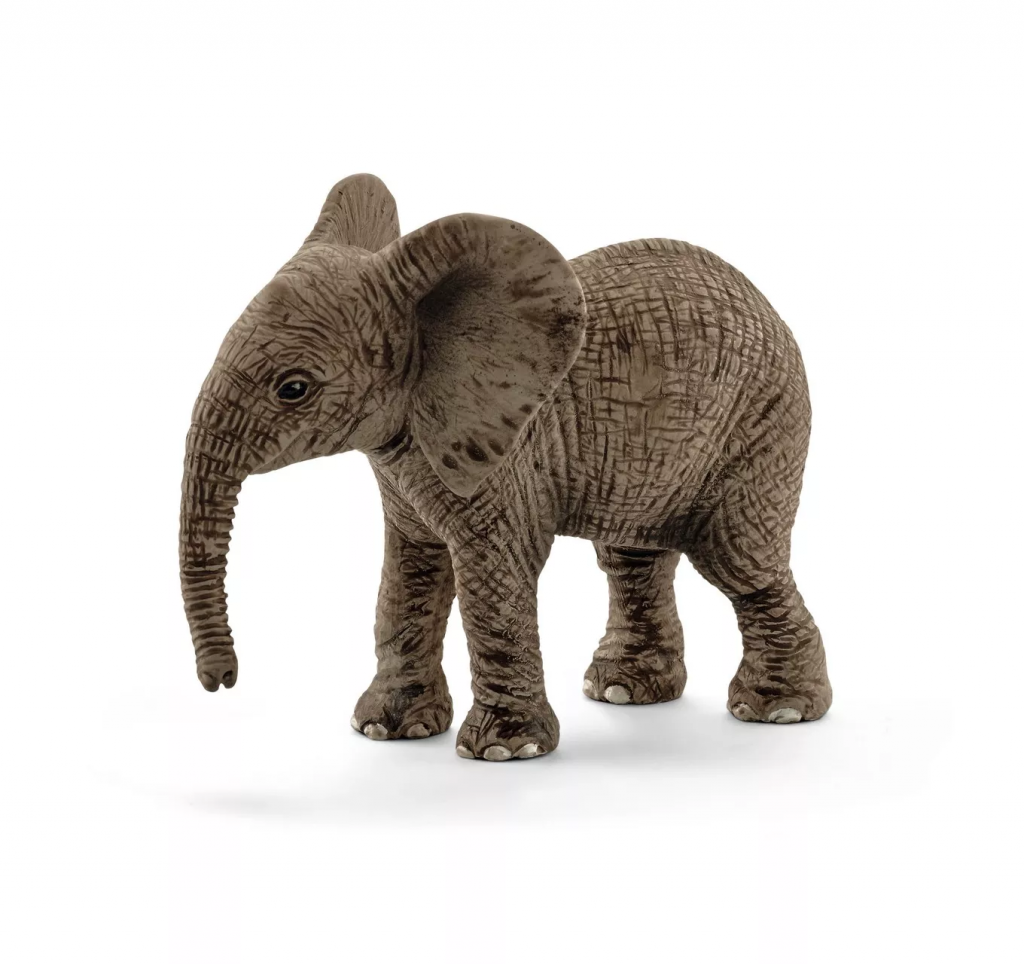 African Elephant Calf