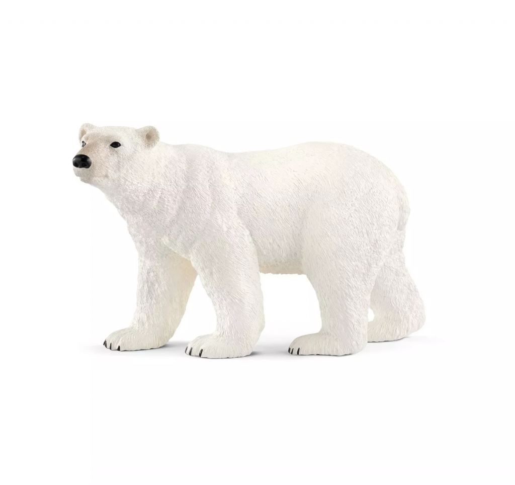 Polar Bear