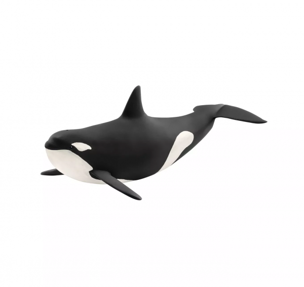 Killer Whale