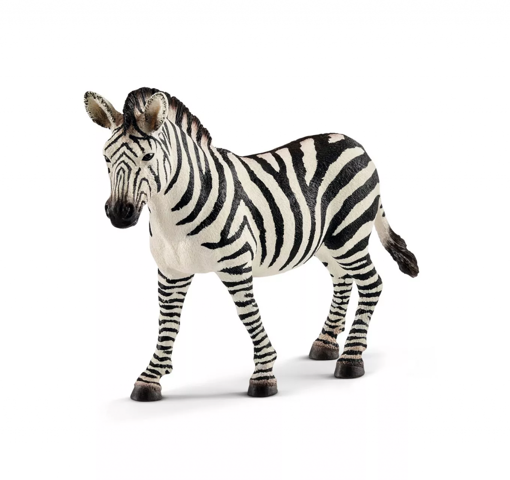 Zebra Female