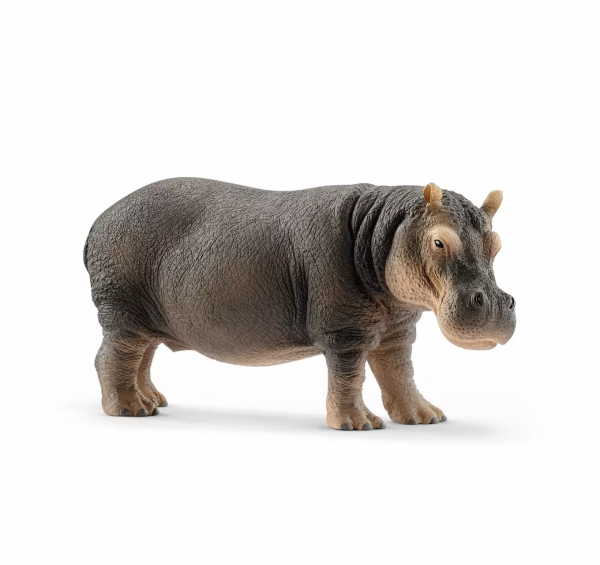 Hippopotamus