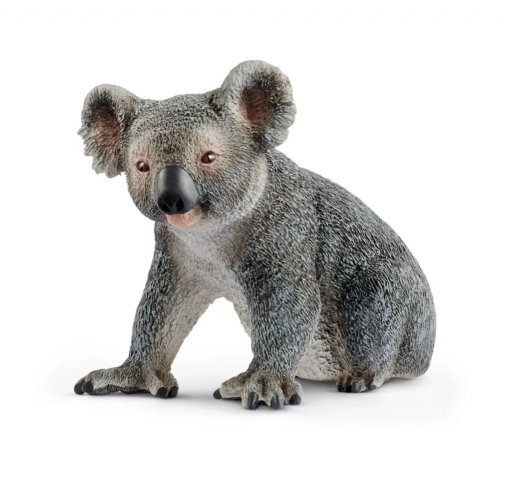 Koala Bear