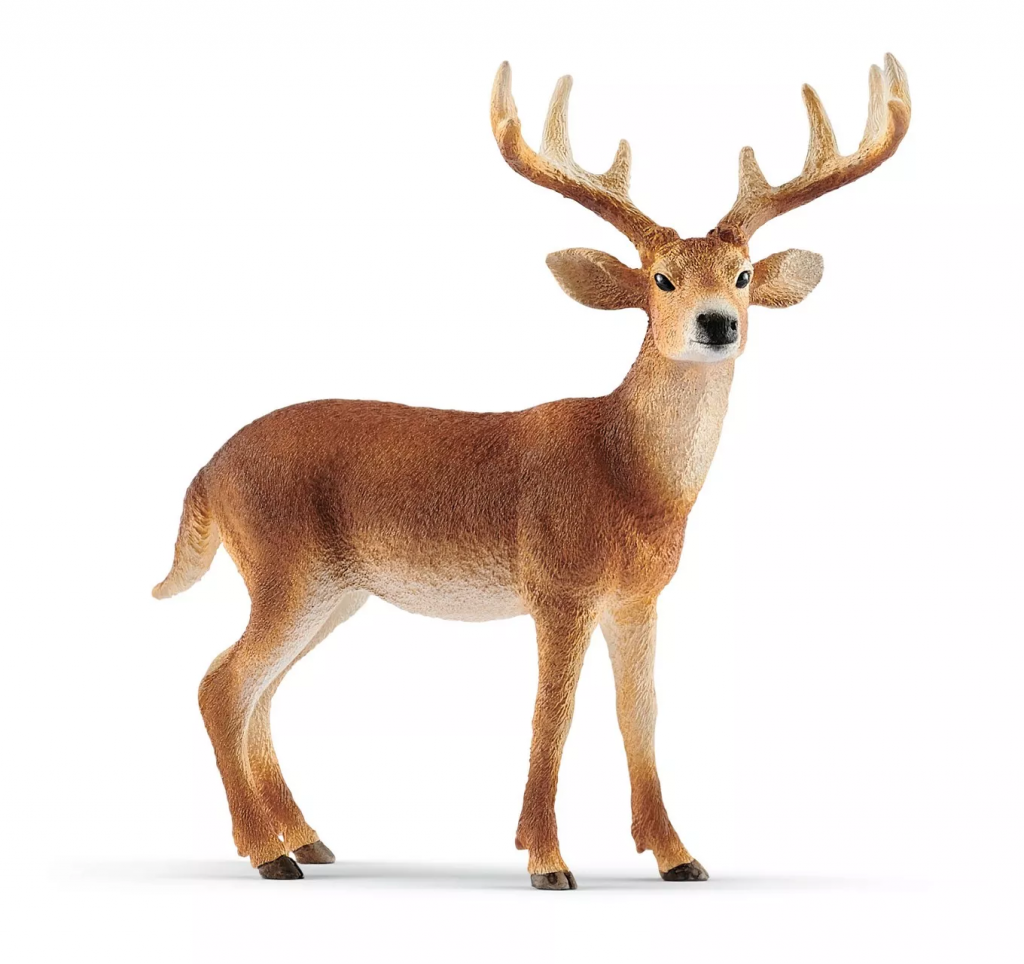 White-Tailed Buck