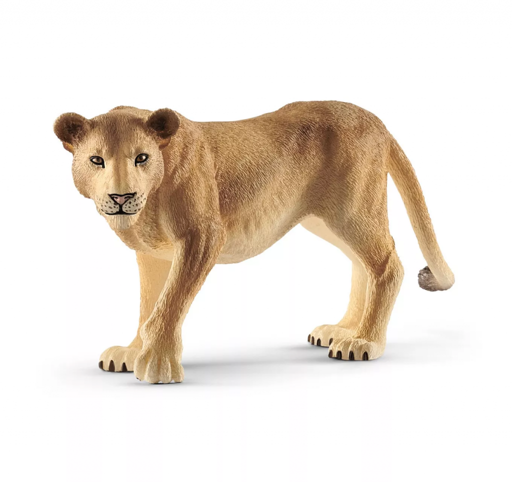 Lioness