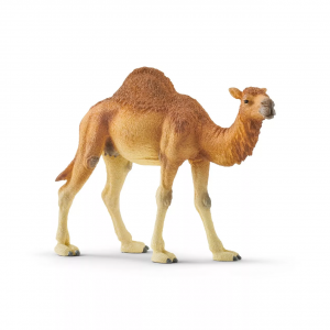 Dromedary - Camel