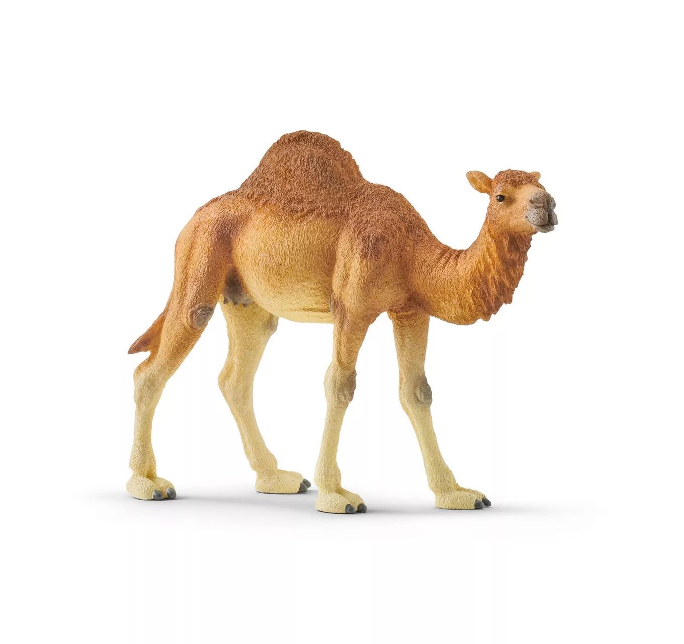 Dromedary - Camel