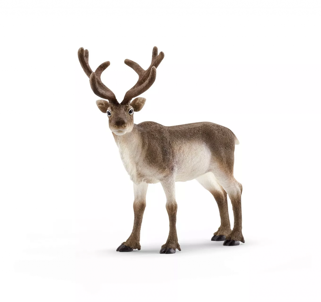 Reindeer